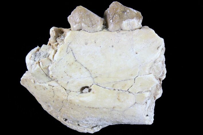 Oreodont Jaw Section With Teeth - South Dakota #82194